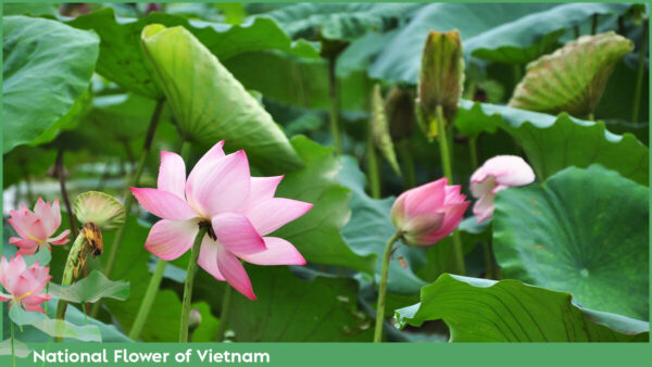 National Flower of Vietnam This is a meaningful flower for Vietnamese people