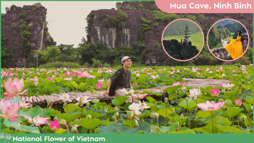 National Flower of Vietnam Where to See the Lotus in Vietnam - Mua Cave, Ninh Binh