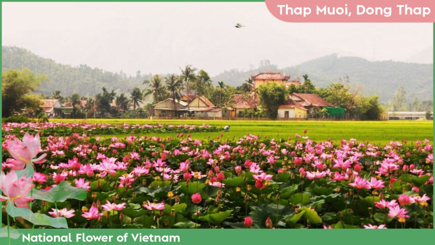 National Flower of Vietnam Where to See the Lotus in Vietnam - Thap Muoi, Dong Thap