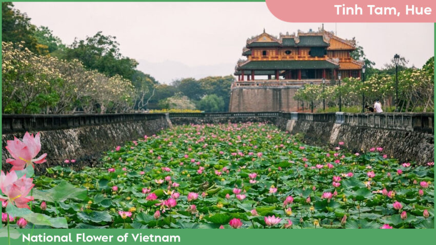 National Flower of Vietnam Where to See the Lotus in Vietnam - Tinh Tam, Hue