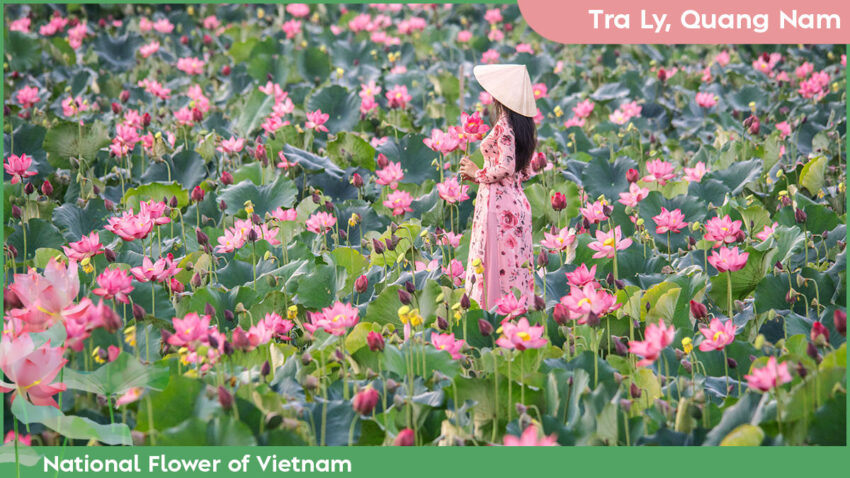 National Flower of Vietnam Where to See the Lotus in Vietnam - Tra Ly, Quang Nam