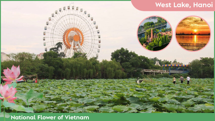 National Flower of Vietnam Where to See the Lotus in Vietnam - West Lake, Hanoi