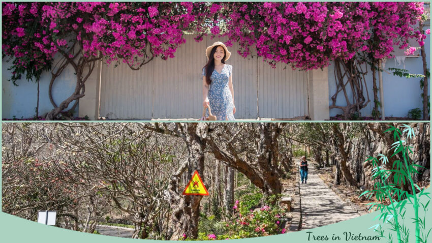 Trees in Vietnam Bougainvillea Street and Frangipani Street in Vung Tau