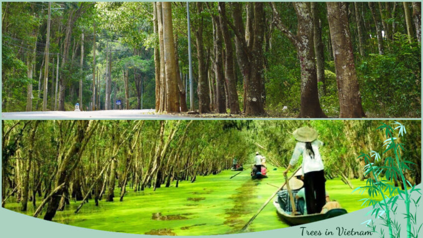 Trees in Vietnam Common in Jungles