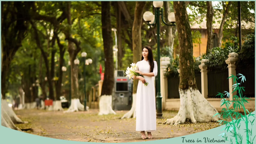 Trees in Vietnam Phan Dinh Phung Street in Hanoi