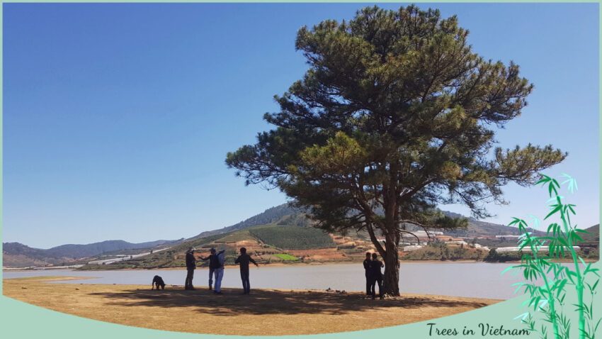 Trees in Vietnam The Lonely Pine Tree in Da Lat