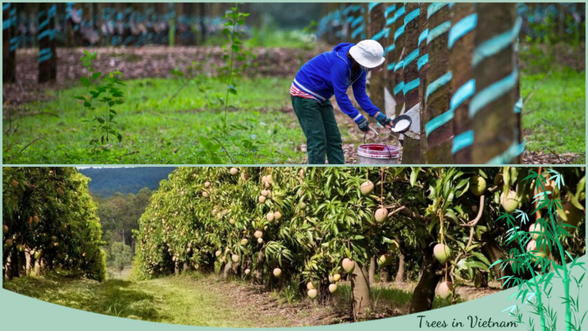 Trees in Vietnam for Agriculture and Landscaping