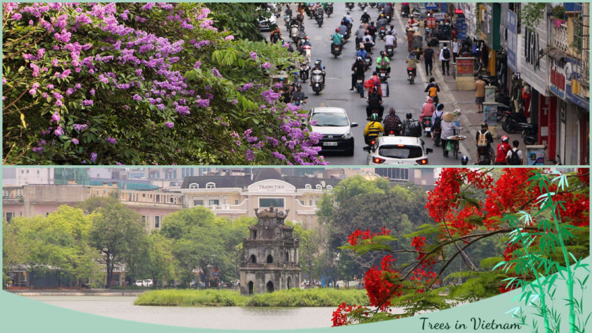 Trees in Vietnam in Urban Areas