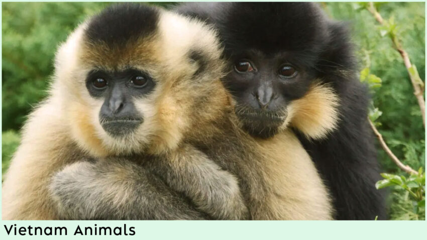 Vietnam Animals - Black Crested Gibbon