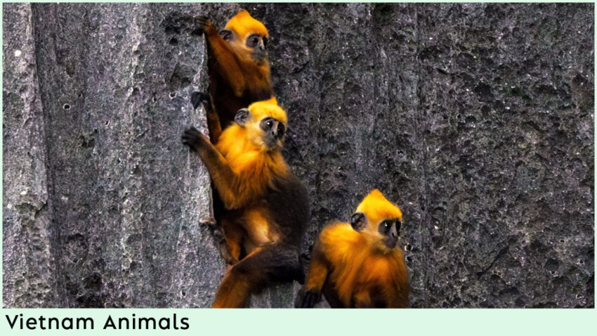 Vietnam Animals - Cat Ba Langur