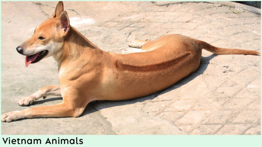 Vietnam Animals - Phu Quoc Ridgeback