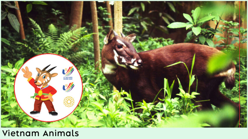 Vietnam Animals - Saola