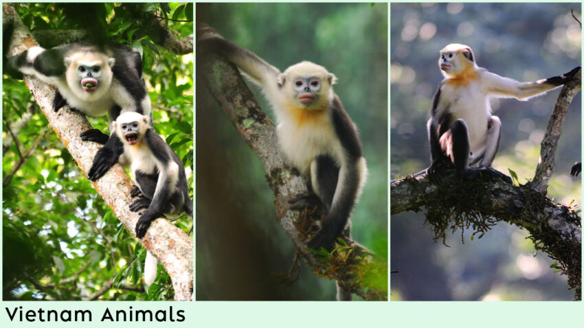 Vietnam Animals - Tonkin Snub-nosed Monkey