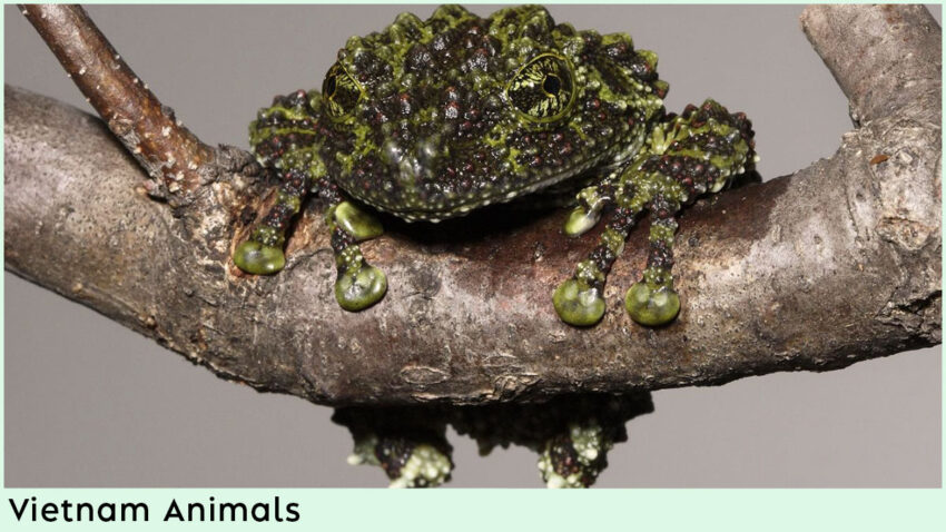 Vietnam Animals - Vietnamese Mossy Frog