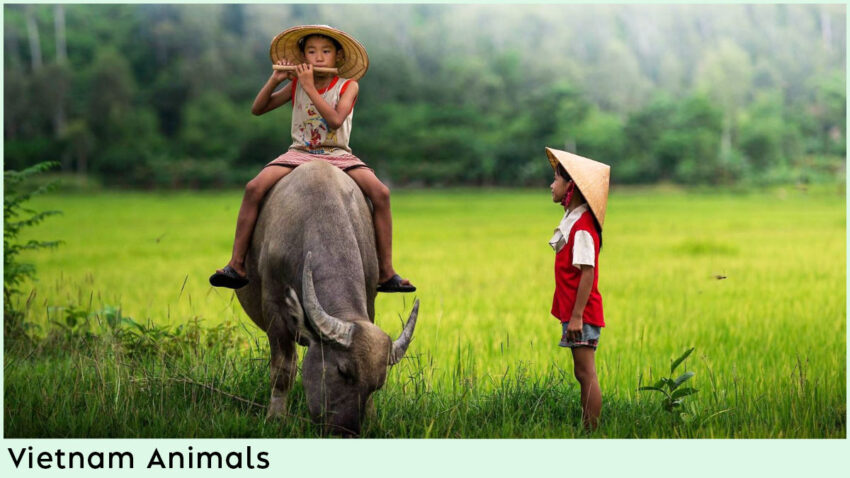 Vietnam Animals Water buffaloes are considered as Vietnam's national animal