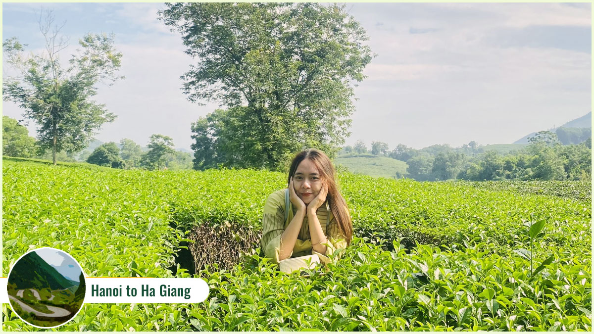 Places on a Hanoi to Ha Giang journey - Thanh Son Tea Plantations