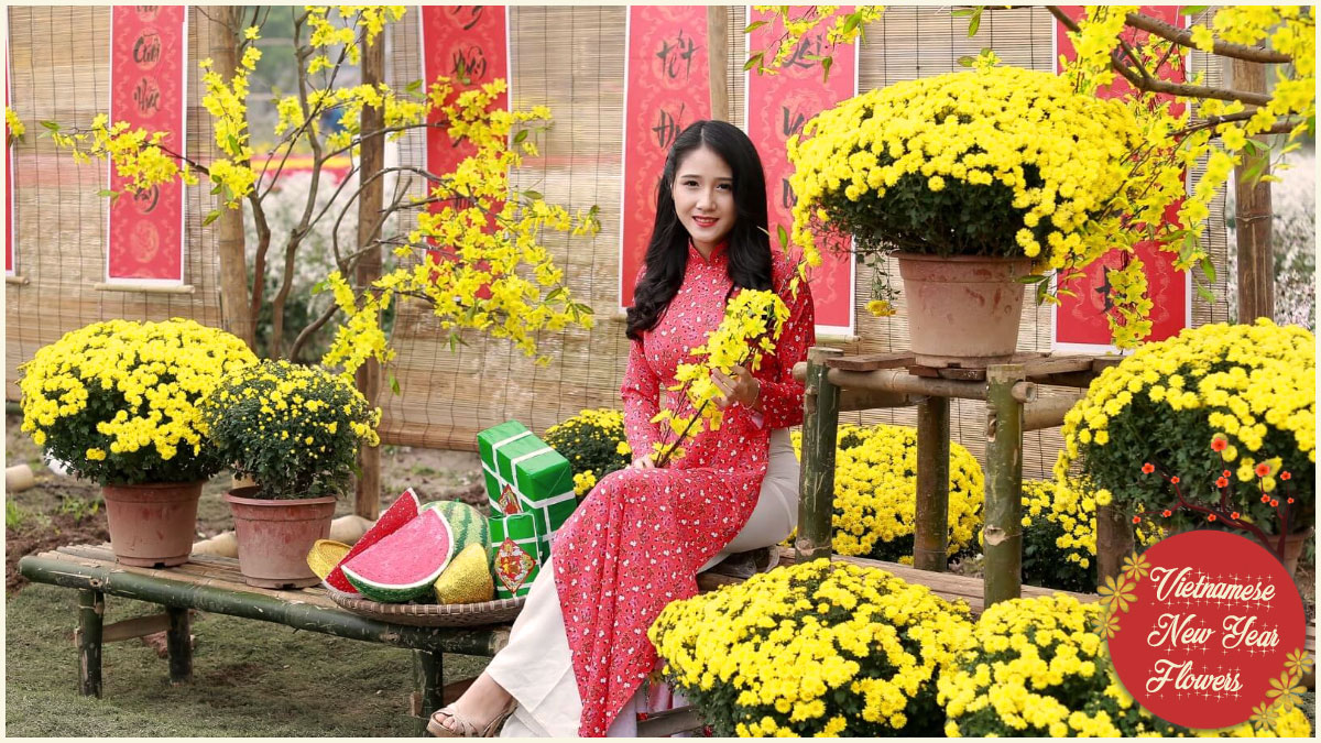 Vietnamese New Year flowers - Chrysanthemums