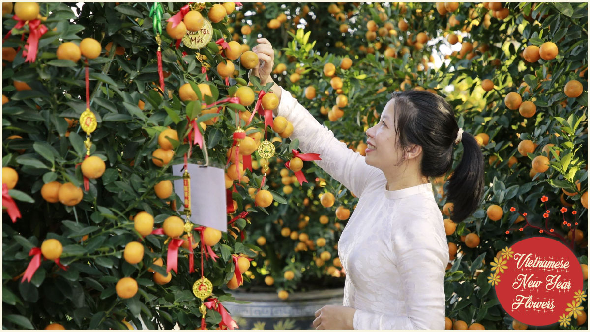 Vietnamese New Year flowers - Kumquat Trees