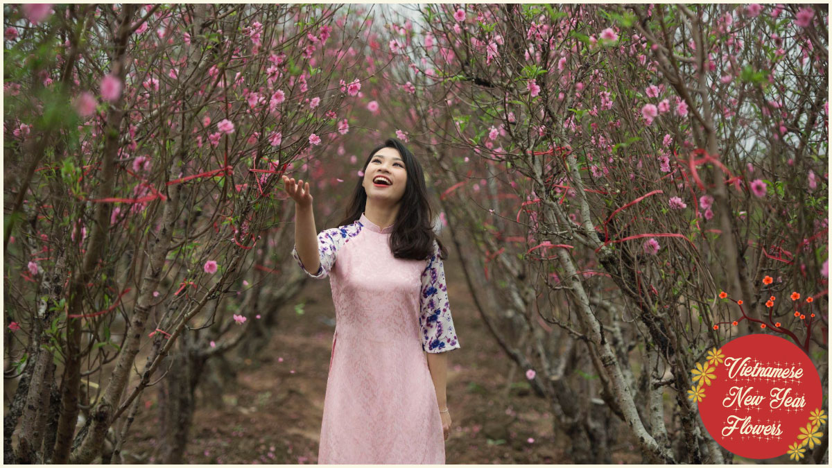 Vietnamese New Year flowers - Peach blossoms