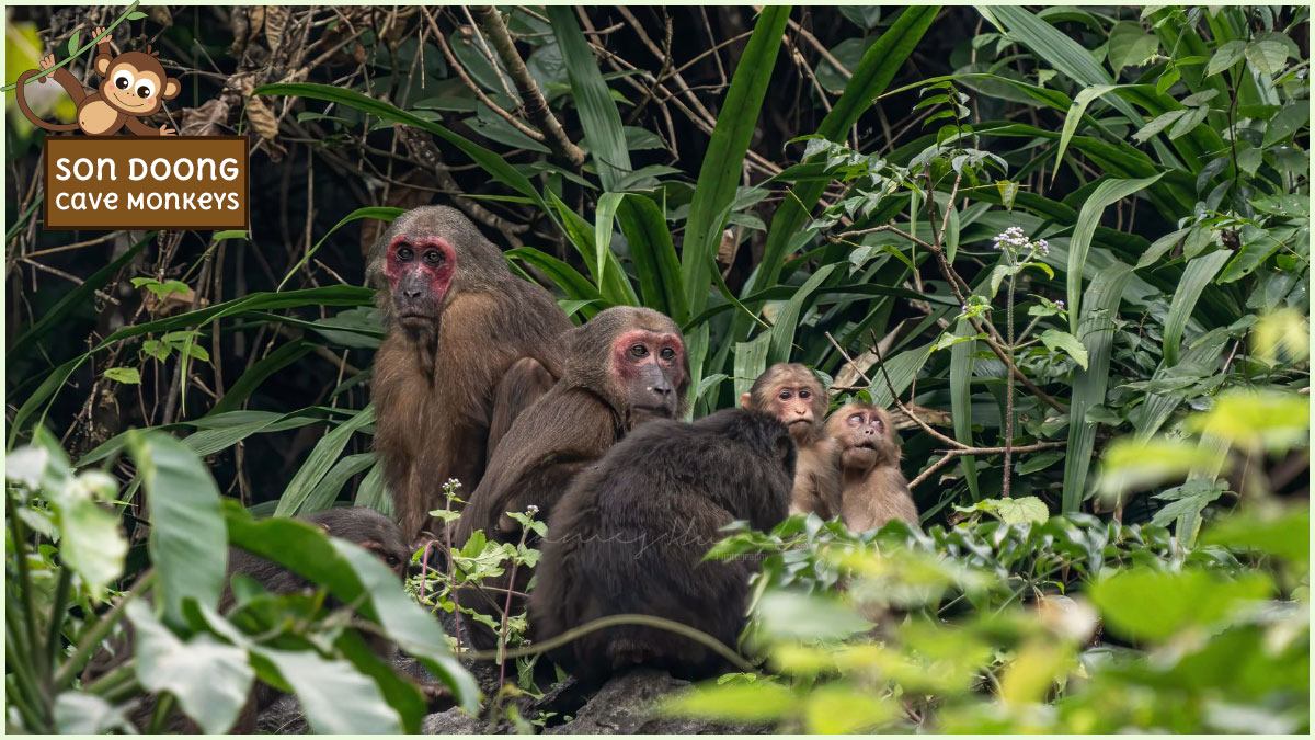 Follow these guidelines to protect Son Doong cave monkeys and their fellow wildlife