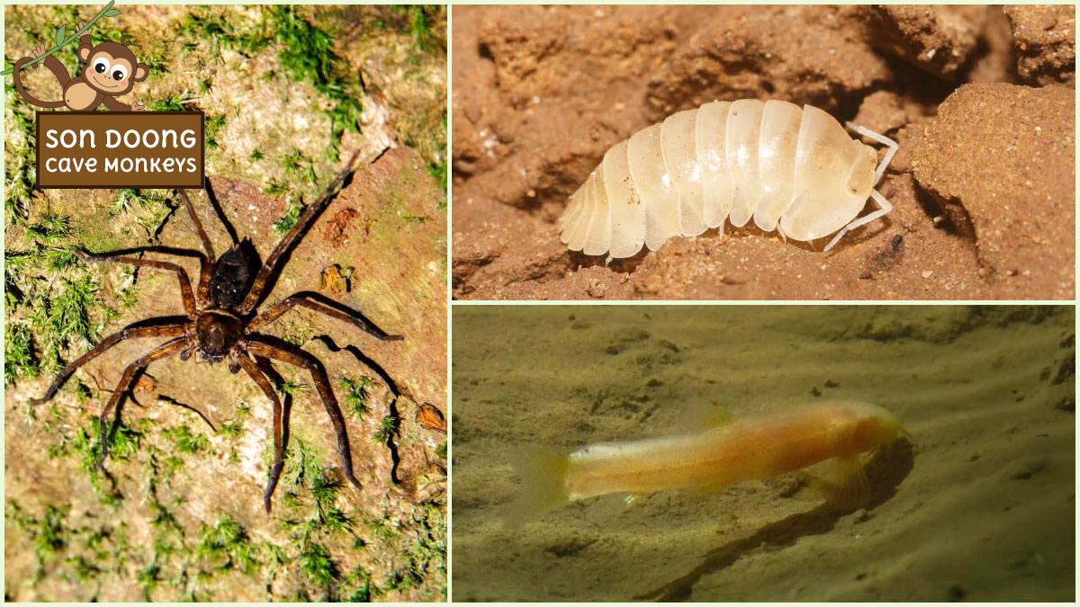 In addition to Son Doong Cave Monkeys, the cave hosts a diverse array of distinctive species