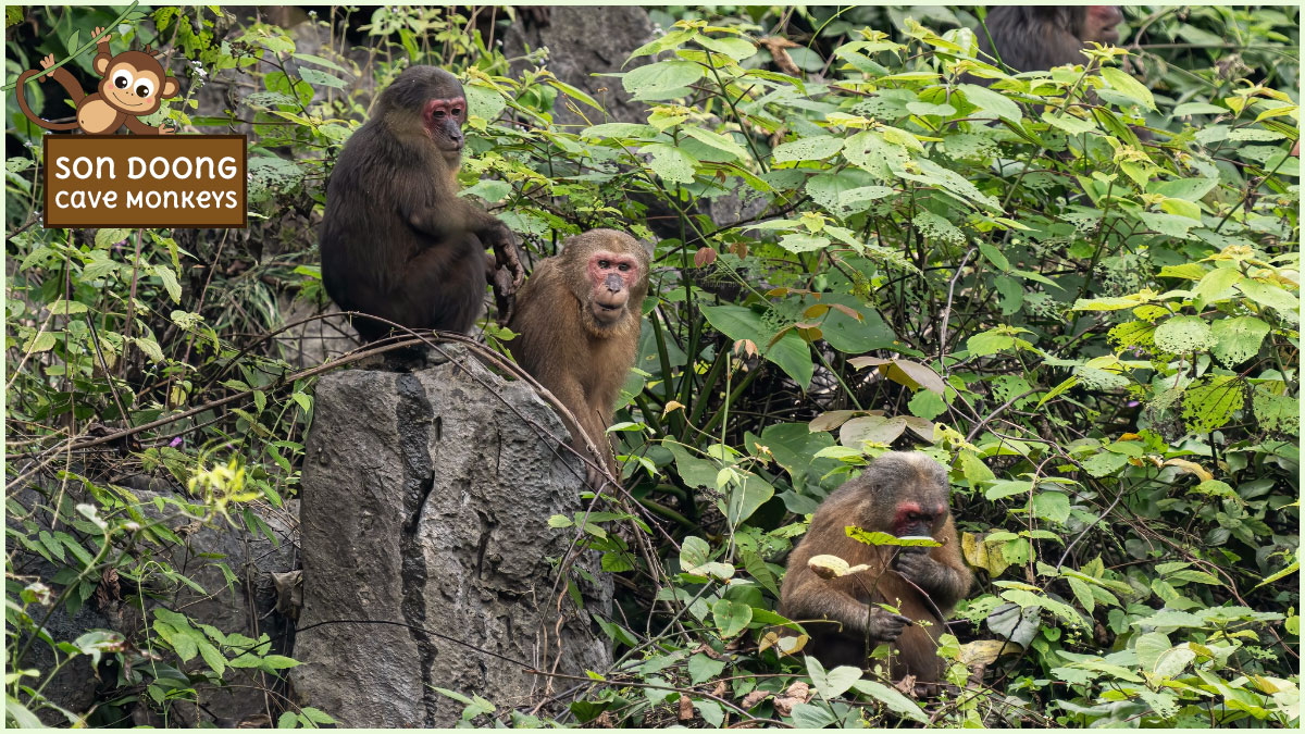 Son Doong cave monkeys are a reminder of the connection between life and environment