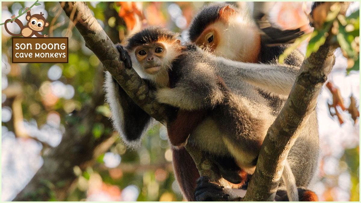 Son Doong cave monkeys play a vital role in maintaining the rich biodiversity of Son Doong's wildlife