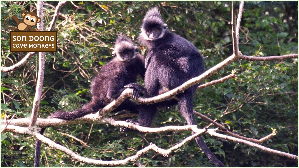 Spotting Son Doong cave monkeys requires patience and perfect timing