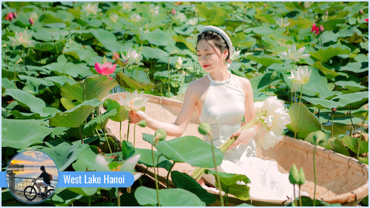 Visit the Lotus Ponds at West Lake Hanoi