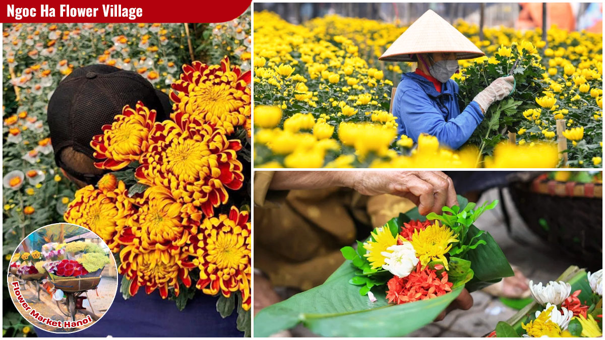 Flower Market Hanoi - Ngoc Ha Flower Village