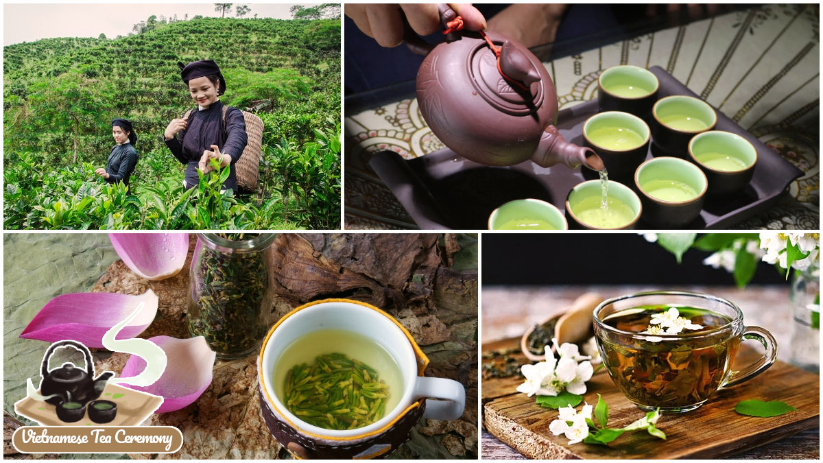 Popular Types of Traditional Teas for Vietnamese Tea Ceremony